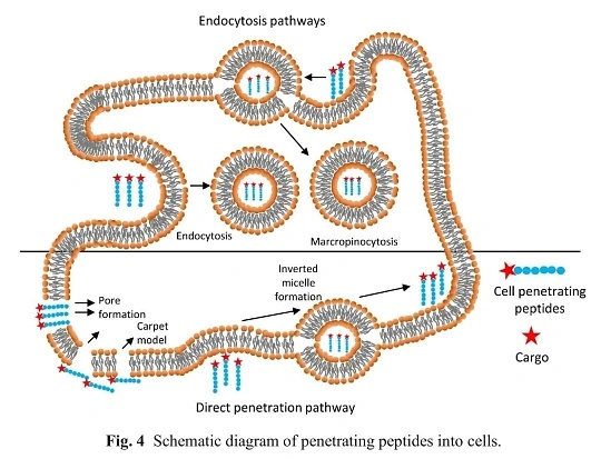 GLOW Peptide Copper Load: The Difference Between Injected and Oral Copper
